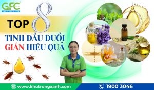 Top 8 loại tinh dầu đuổi gián hiệu quả nhất hiện nay