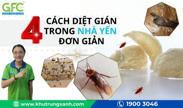 4 cách diệt gián trong nhà yến đơn giản và hiệu quả 100%