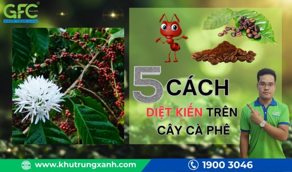 5 Cách diệt kiến trên cây cà phê hiệu quả và đơn giản