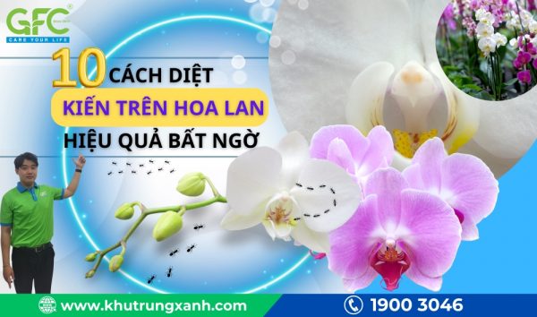 10 cách diệt kiến trên hoa lan hiệu quả bất ngờ