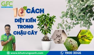 10 cách diệt kiến trong chậu cây đơn giản, hiệu quả tức thì