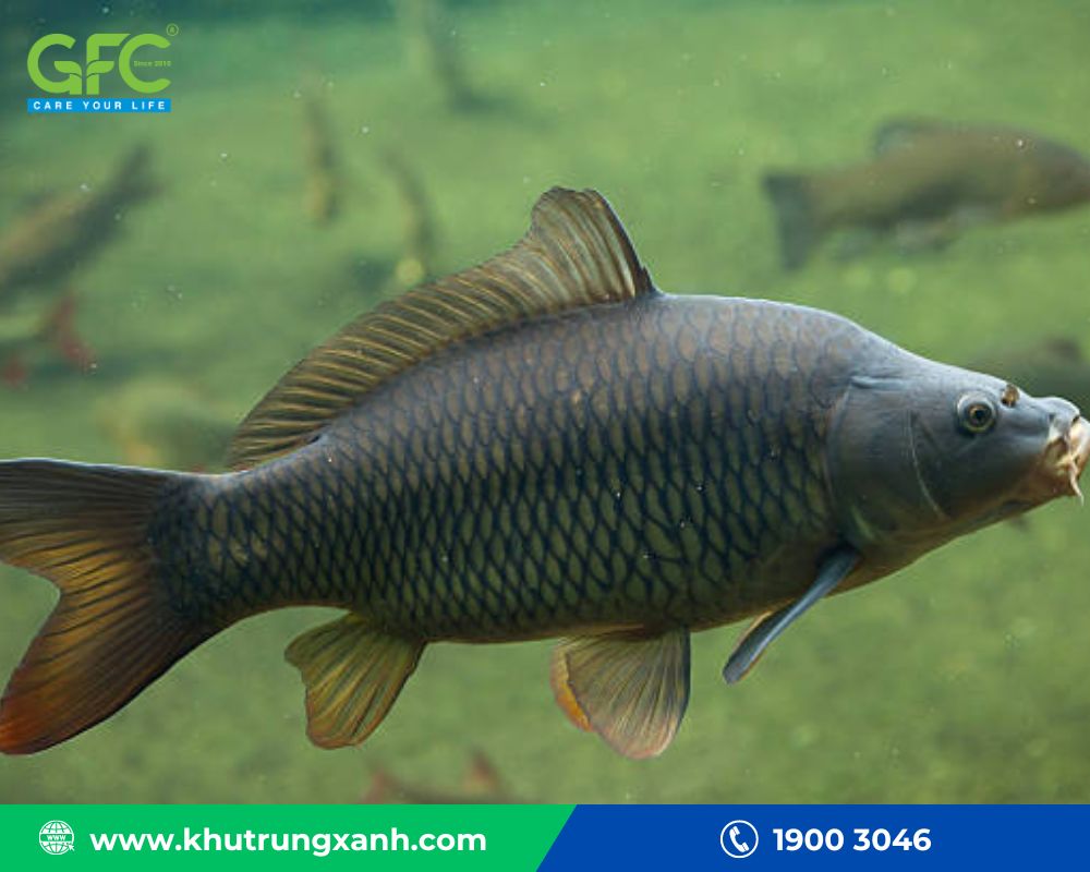 Cách đuổi muỗi ngoài trời - Thả cá vào ao để ngăn chặn muỗi phát triển
