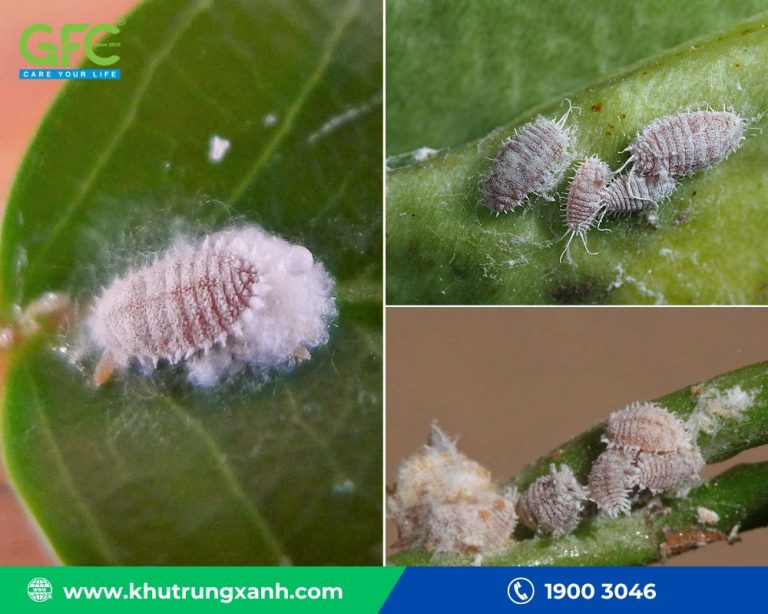 Cách diệt rệp trắng trên cây cảnh đơn giản, hiệu quả