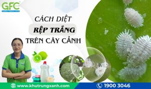 Cách diệt rệp trắng trên cây cảnh đơn giản, hiệu quả