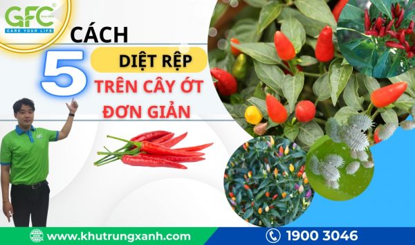 5+ Cách diệt rệp trên cây ớt đơn giản, hiệu quả, chi tiết