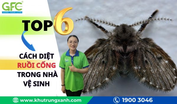 6 cách diệt ruồi cống trong nhà vệ sinh hiệu quả tại nhà
