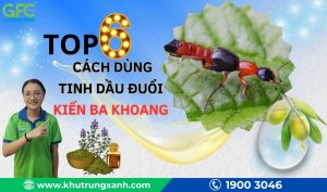 6 Cách dùng tinh dầu đuổi kiến ba khoang đơn giản, hiệu quả