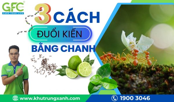 3 Cách đuổi kiến bằng chanh đơn giản đến bất ngờ