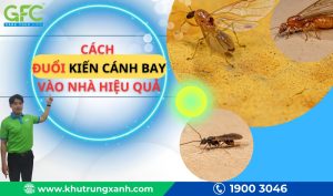 Cách đuổi kiến cánh bay vào nhà hiệu quả