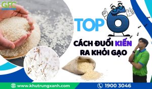6+ Cách đuổi kiến ra khỏi gạo an toàn, hiệu quả cao
