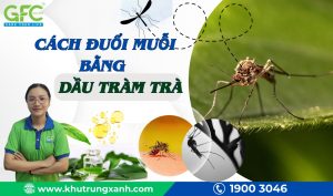 Cách đuổi muỗi bằng dầu tràm tại nhà an toàn