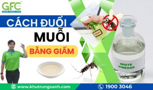 Cách đuổi muỗi bằng giấm tại nhà an toàn, hiệu quả