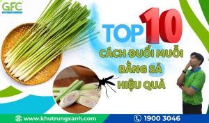 Top 10 cách đuổi muỗi bằng sả vừa thơm vừa hiệu quả