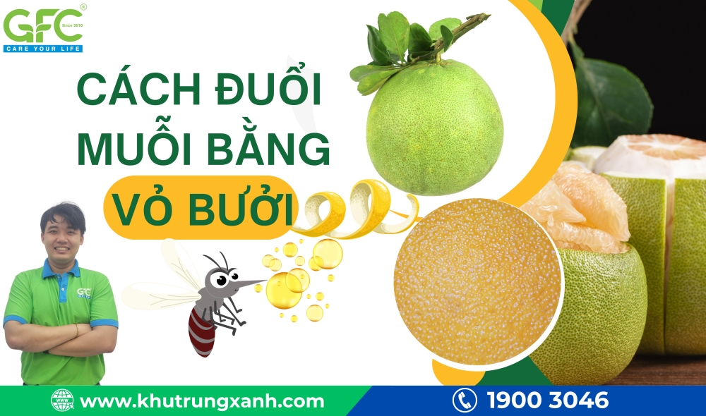 Cách đuổi muỗi bằng vỏ bưởi an toàn, hiệu quả cho cả gia đình