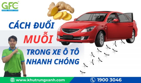 Cách đuổi muỗi trong xe ô tô nhanh chóng và hiệu quả