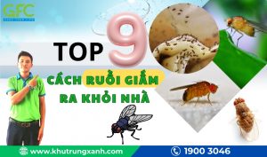 9 Cách diệt ruồi giấm ra khỏi nhà hiệu quả và an toàn