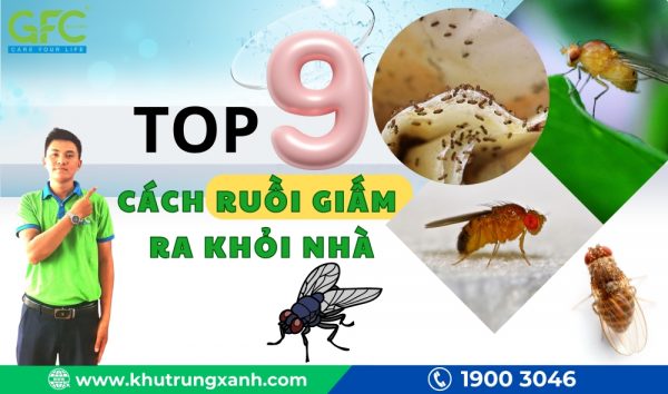 9 Cách diệt ruồi giấm ra khỏi nhà hiệu quả và an toàn