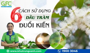 Dầu tràm có đuổi được kiến không? 6 cách dùng dầu tràm đuổi kiến