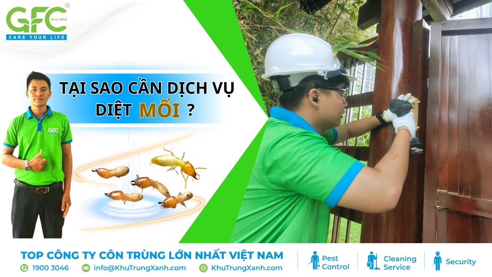 Dịch vụ khử mối