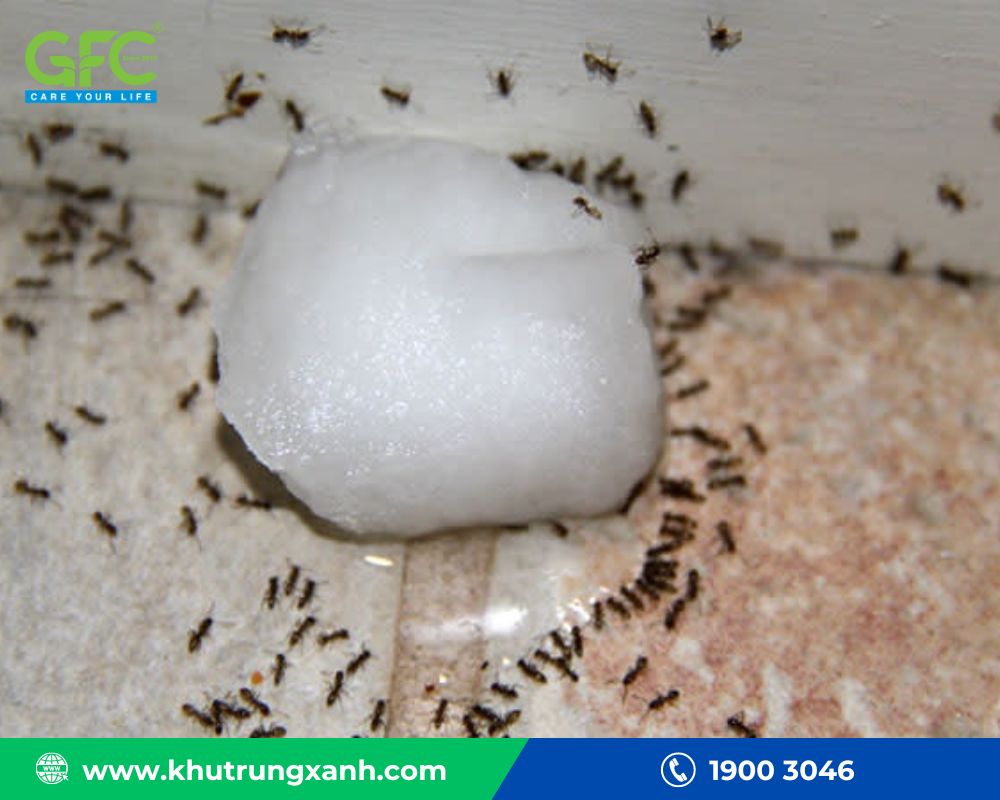 cách đuổi kiến trên cây