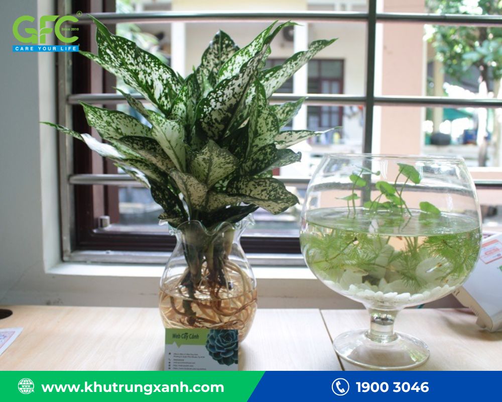 cách đuổi kiến trên cây