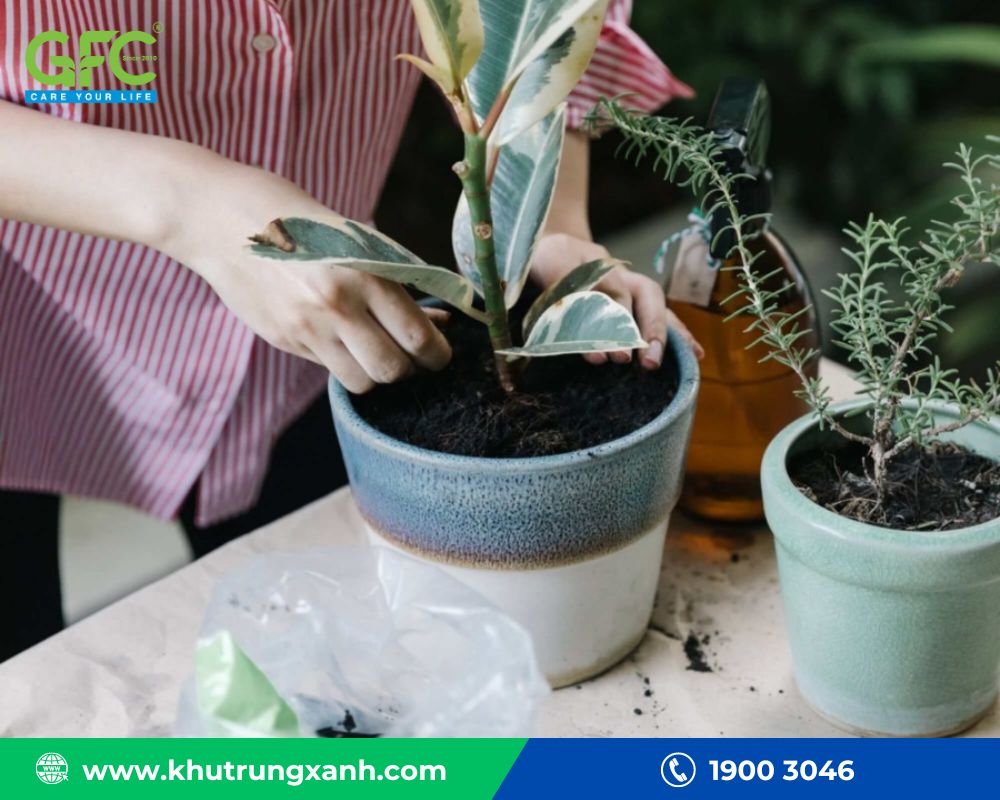 cách đuổi kiến trên cây