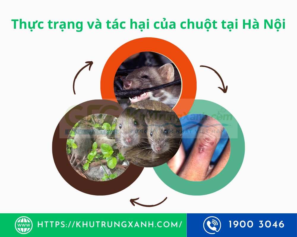 dịch vụ diệt chuột tại hà nội