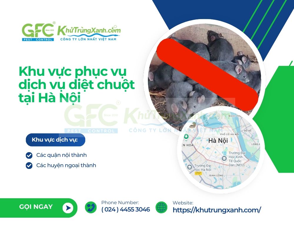 dịch vụ diệt chuột tại hà nội