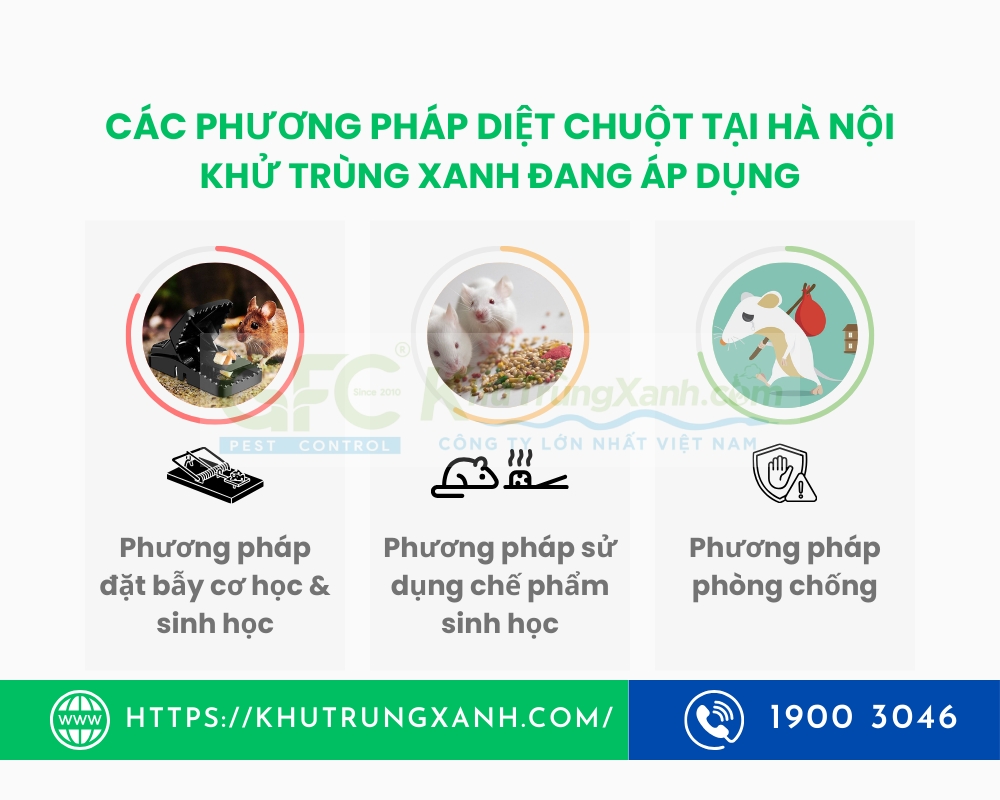 dịch vụ diệt chuột tại hà nội