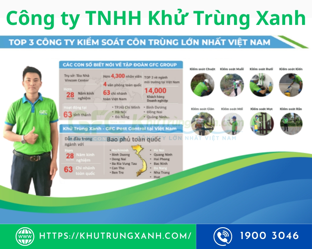 dịch vụ diệt chuột tại hà nội