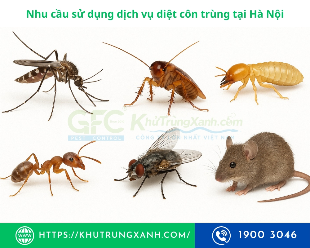 diệt côn trùng tại hà nội