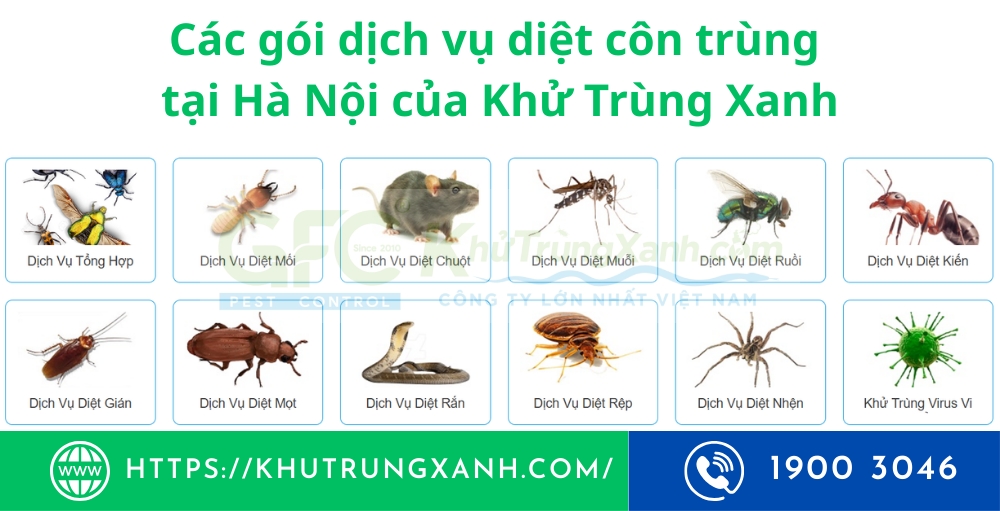 Dịch vụ diệt côn trùng tại hà nội